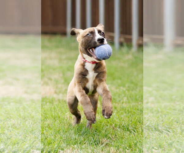 Medium Photo #4 American Staffordshire Terrier-Unknown Mix Puppy For Sale in McKinney, TX, USA
