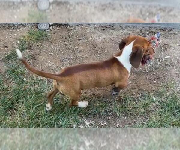 Medium Photo #5 Dachshund Puppy For Sale in Los Angeles, CA, USA