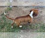 Small #4 Dachshund