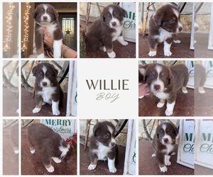 Medium Australian Shepherd