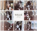 Puppy Willie Australian Shepherd