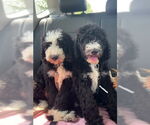 Small #4 Bernese Mountain Dog