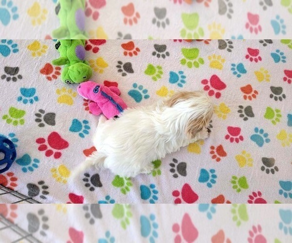 Medium Photo #15 Shih Tzu Puppy For Sale in ORO VALLEY, AZ, USA