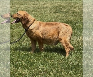 Mother of the Golden Retriever puppies born on 06/13/2026