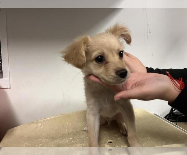 Medium Photo #1 Chihuahua Puppy For Sale in Corona, CA, USA
