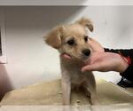 Small Chihuahua