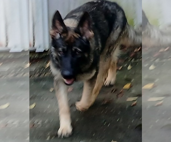 Medium Photo #1 German Shepherd Dog Puppy For Sale in MONTGOMERY, AL, USA