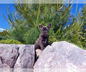 French Bulldog Puppy for sale in GOLDEN ISLES, FL, USA