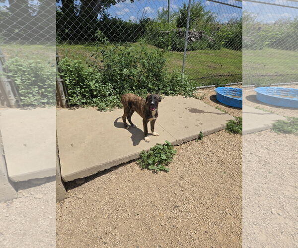 Medium Photo #1 Mutt Puppy For Sale in Maquoketa, IA, USA