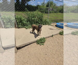 Mutt Dogs for adoption in Maquoketa, IA, USA