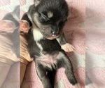 Small #4 Pomsky-Shiba Inu Mix