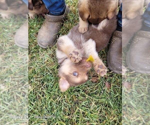 Medium Photo #2 German Shepherd Dog Puppy For Sale in SCOTTSVILLE, KY, USA