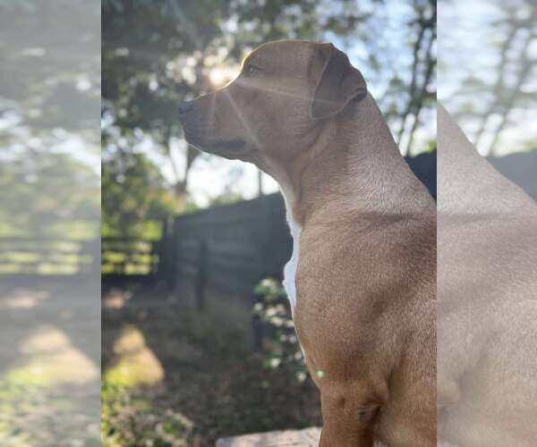 Medium Photo #2 Mutt Puppy For Sale in Woodbury, NY, USA