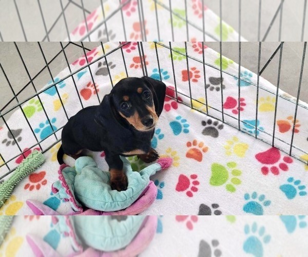 Medium Photo #6 Dachshund Puppy For Sale in ORO VALLEY, AZ, USA