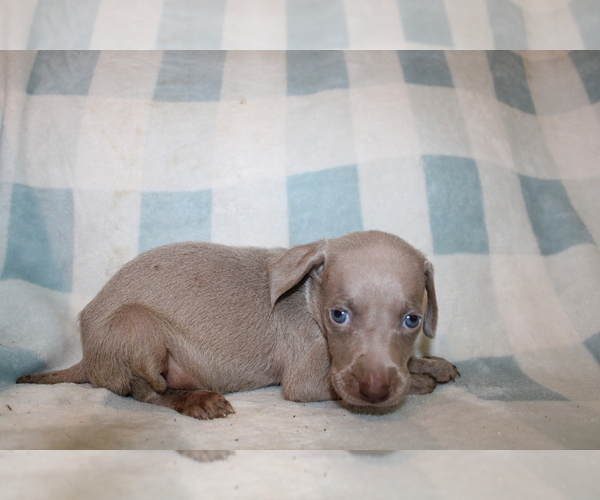Medium Photo #1 Weimaraner Puppy For Sale in BLMGTN, IN, USA