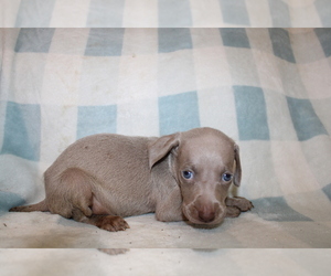 Weimaraner Puppy for sale in BLMGTN, IN, USA