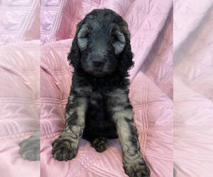 English Setter-Irish Doodle Mix Puppy for sale in ANAMOSA, IA, USA