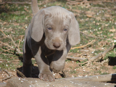Medium Photo #1 Weimaraner Puppy For Sale in AMORITA, OK, USA