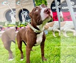 Small #11 American Pit Bull Terrier Mix