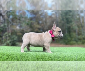 French Bulldog Puppy for sale in LOCUST GROVE, GA, USA