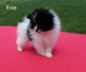 Pomeranian Puppy for sale in RAGERSVILLE, OH, USA