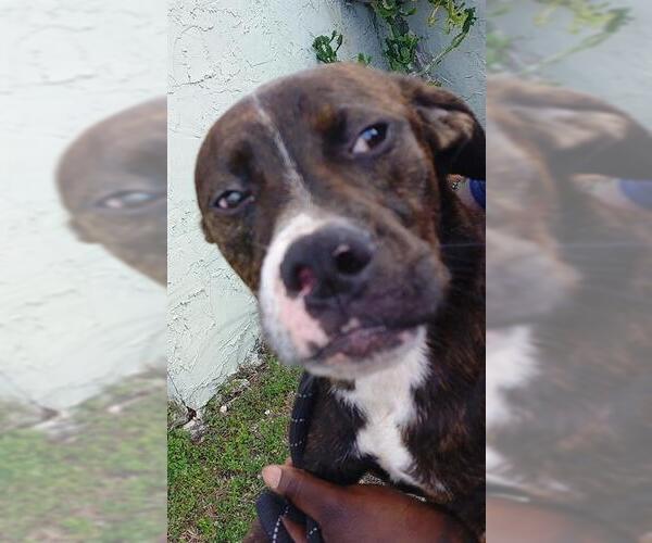 Medium Photo #1 American Staffordshire Terrier-Labrador Retriever Mix Puppy For Sale in Fort Lauderdale, FL, USA