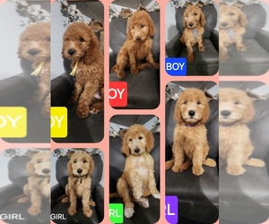 Goldendoodle Litter for sale in REELSVILLE, IN, USA