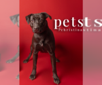 Small #15 Labrador Retriever Mix