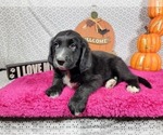 Small #3 Golden Mountain Dog