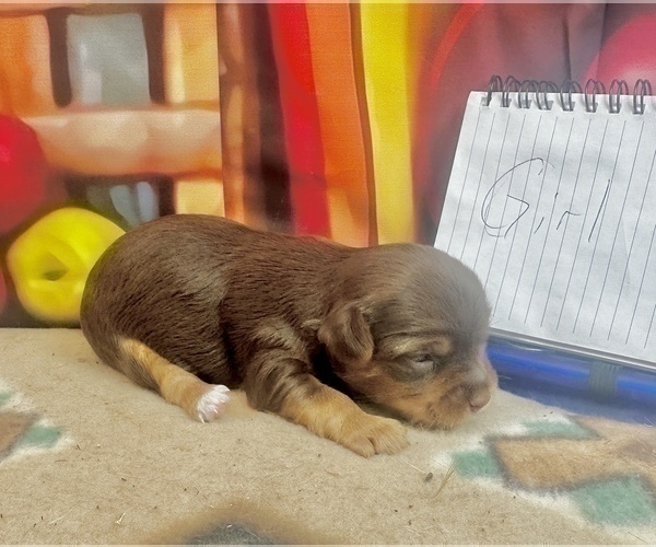 Medium Photo #37 Morkie Puppy For Sale in CASSVILLE, MO, USA