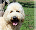 Small Photo #1 Labradoodle Puppy For Sale in TEHACHAPI, CA, USA