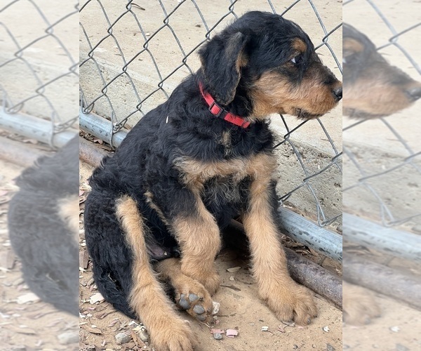 Medium Photo #20 Airedale Terrier Puppy For Sale in GILMER, TX, USA