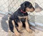 Small #19 Airedale Terrier
