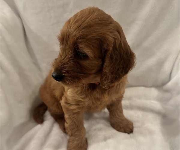 Medium Photo #14 Goldendoodle (Miniature) Puppy For Sale in PLATTE CITY, MO, USA