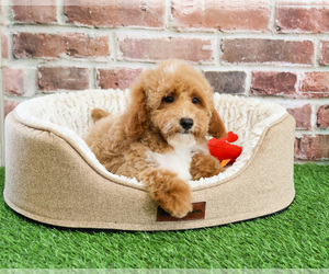 Poodle (Miniature) Puppy for sale in SYRACUSE, IN, USA