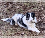 Small Photo #12 Border Collie Puppy For Sale in MOSIER, OR, USA