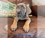Puppy Blue Collar M Cane Corso
