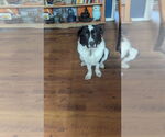 Small #11 Border Collie-Great Pyrenees Mix