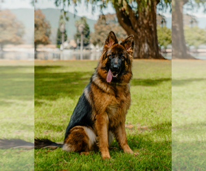Mother of the German Shepherd Dog puppies born on 01/26/2025