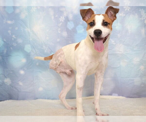 Medium Photo #1 Labrador Retriever-Unknown Mix Puppy For Sale in Oroville, CA, USA