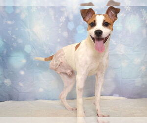 Labrador Retriever-Unknown Mix Dogs for adoption in Oroville, CA, USA