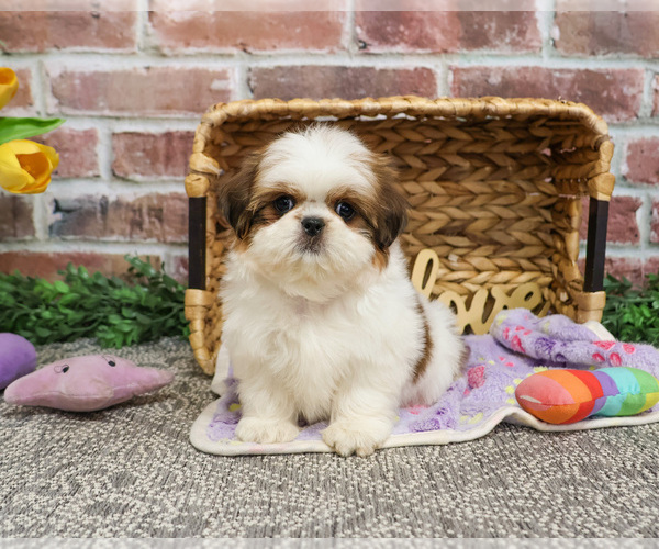 Medium Photo #14 Shih Tzu Puppy For Sale in SYRACUSE, IN, USA