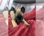 Small Photo #47 Belgian Malinois Puppy For Sale in REESEVILLE, WI, USA