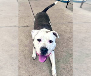 Mutt Dogs for adoption in Sacramento, CA, USA