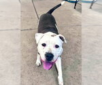 HONEY - Female Mutt Dog for Adoption - Small photo