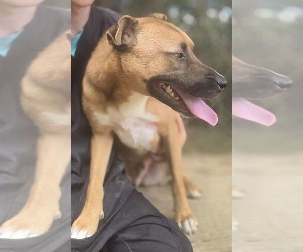 Medium Photo #4 Carolina Dog-Unknown Mix Puppy For Sale in Orangeburg, SC, USA