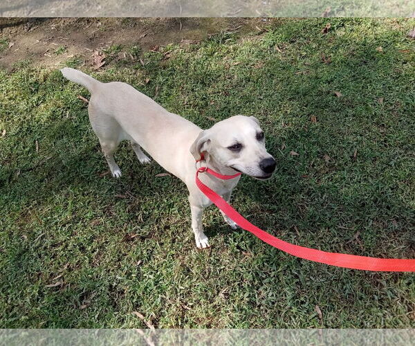 Medium Photo #20 Labrador Retriever-Unknown Mix Puppy For Sale in Murfreesboro, NC, USA