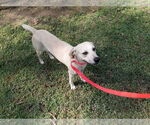 Small #19 Labrador Retriever Mix