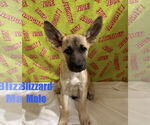 Small German Shepherd Dog