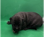 Small #1 American Pit Bull Terrier